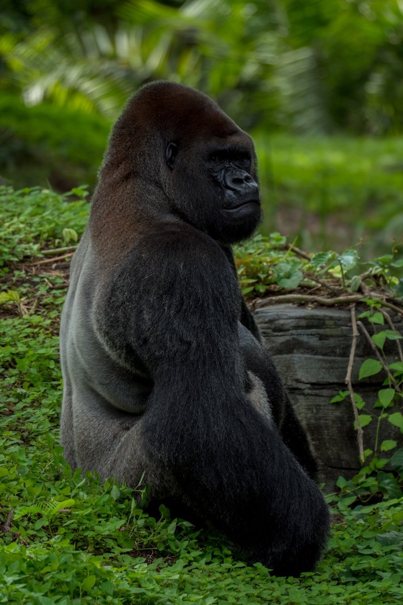 black ape