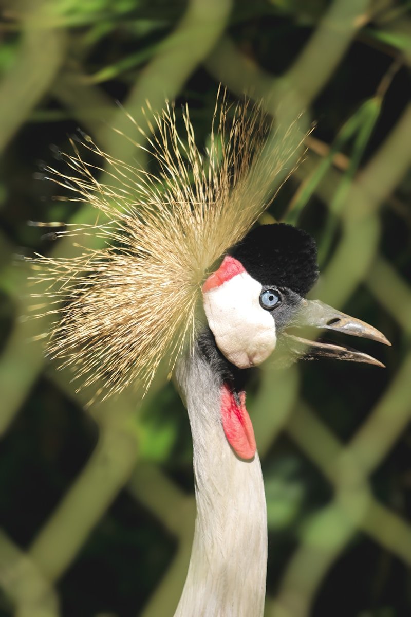 a bird with a mohawk on its head behind a chain link fence